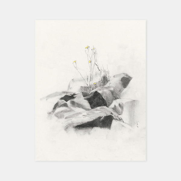 Wild yellow flowers- pencil sketch print