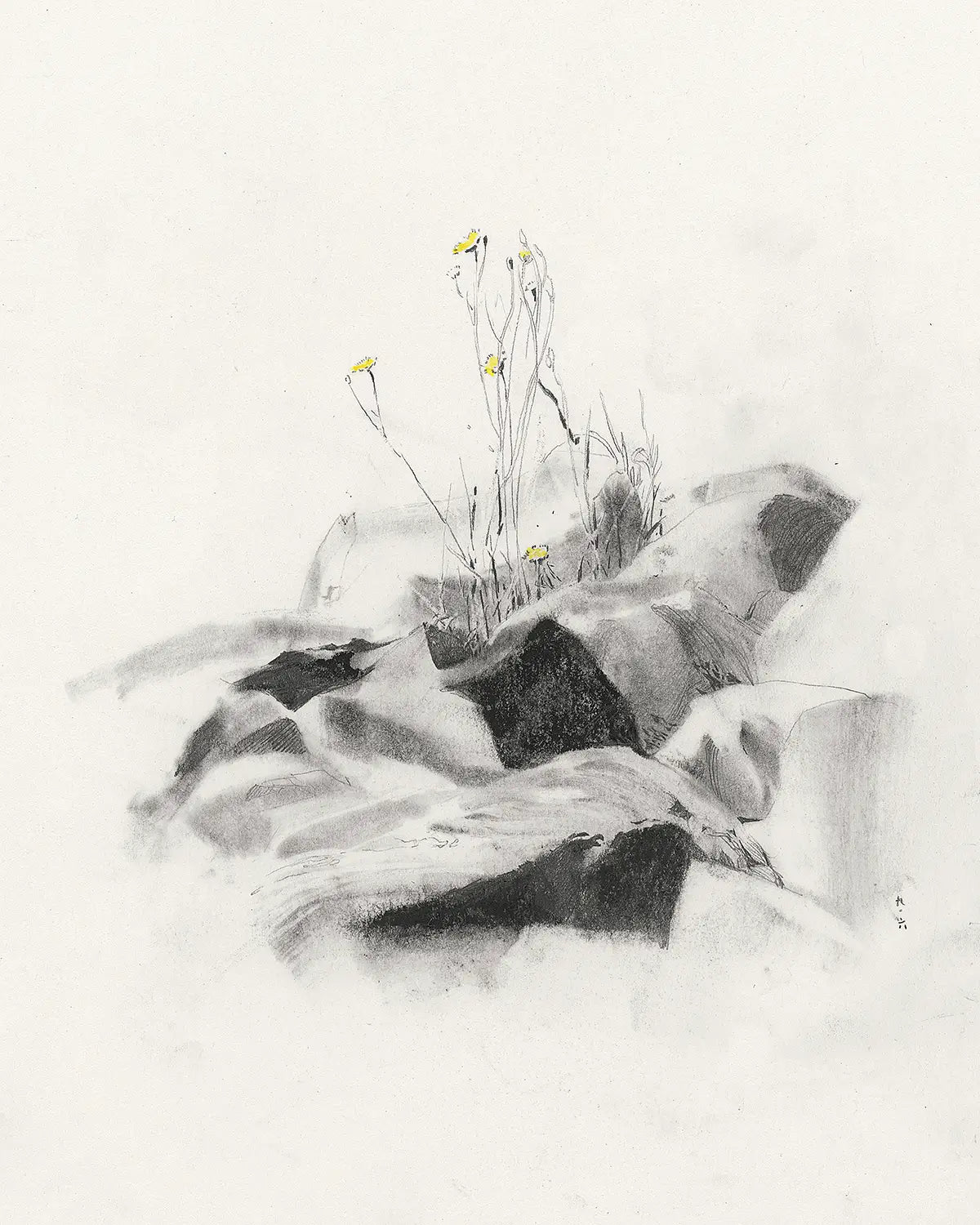 Wild yellow flowers- pencil sketch print