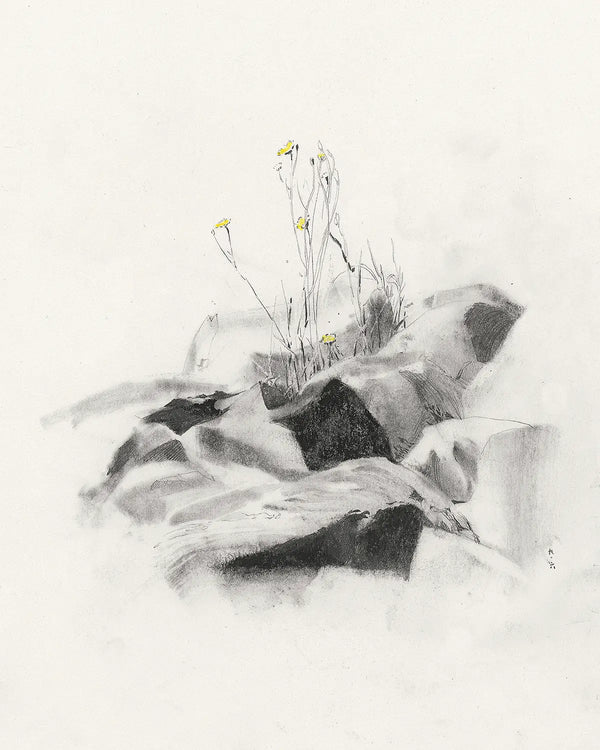 Wild yellow flowers- pencil sketch print
