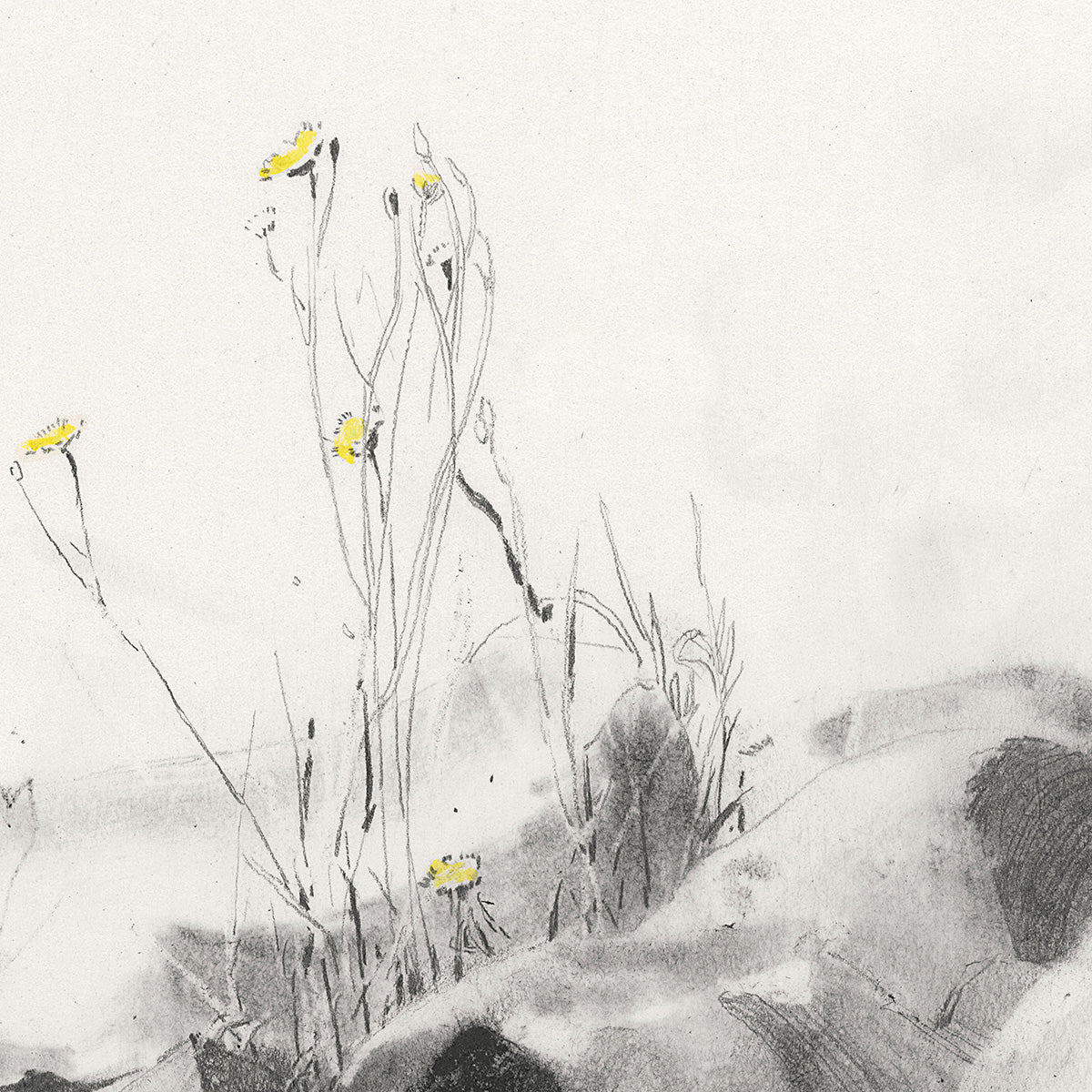 Wild yellow flowers- pencil sketch print