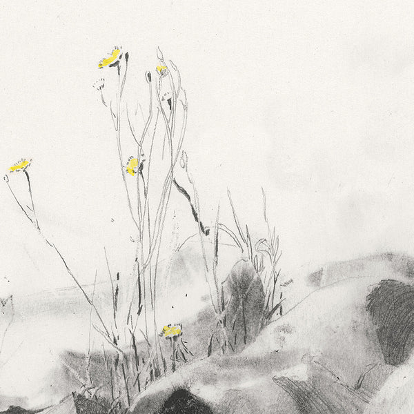 Wild yellow flowers- pencil sketch print